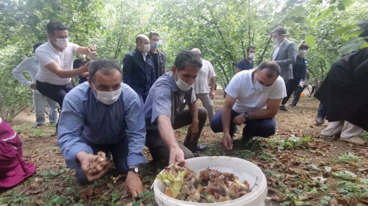 Vali fındık topladı