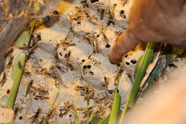 Çekirge üretimlerinde enteresan artış