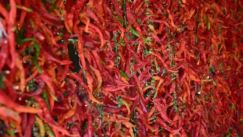 “Edirne’ye gel, ciğerimi ye”