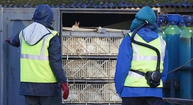 Çin’de kuş gribi salgını: 18 bine yakın kanatlı hayvan itlaf edildi