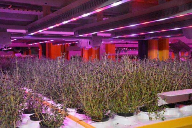 Türkiye’nin ilk bitki fabrikası kuruldu!