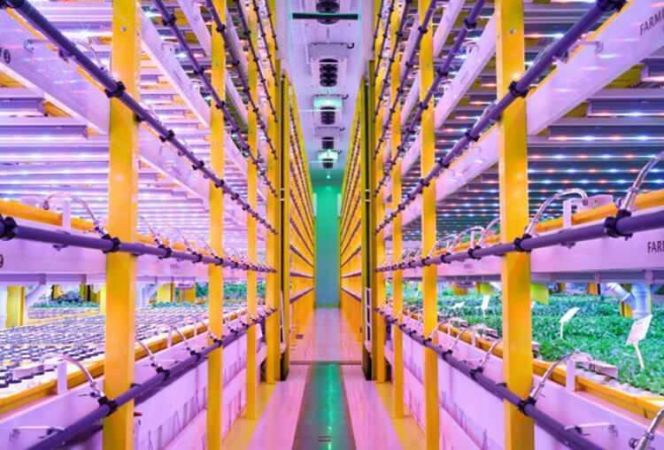 Türkiye’nin ilk bitki fabrikası kuruldu!