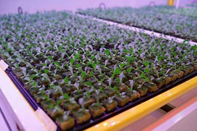 Türkiye’nin ilk bitki fabrikası kuruldu!