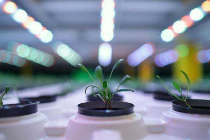 Türkiye’nin ilk bitki fabrikası kuruldu!