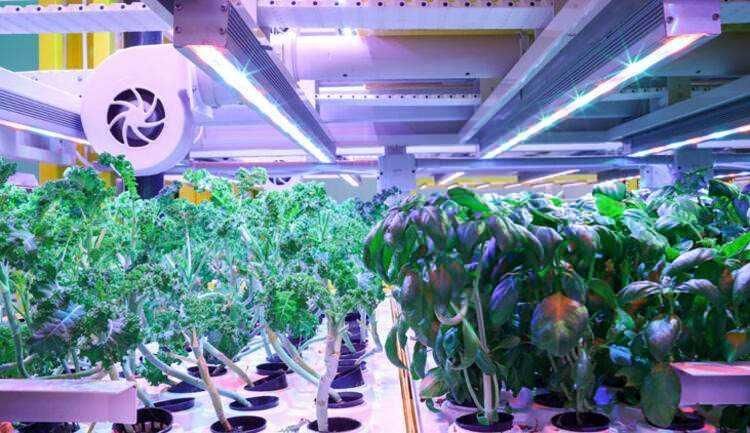 Türkiye’nin ilk bitki fabrikası kuruldu!