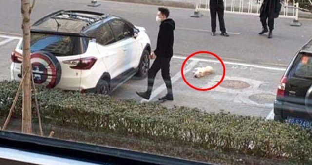 Çin’in Vuhan kentinden yayılan koronavirüs evcil hayvanların öldürülmesine yol açtı