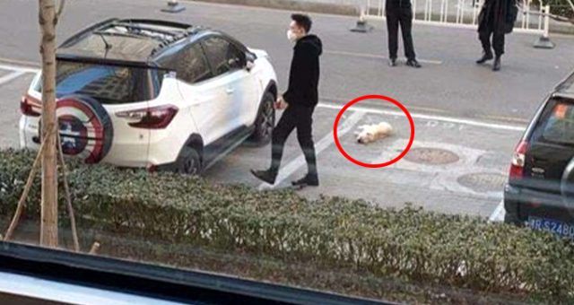 Çin’in Vuhan kentinden yayılan koronavirüs evcil hayvanların öldürülmesine yol açtı