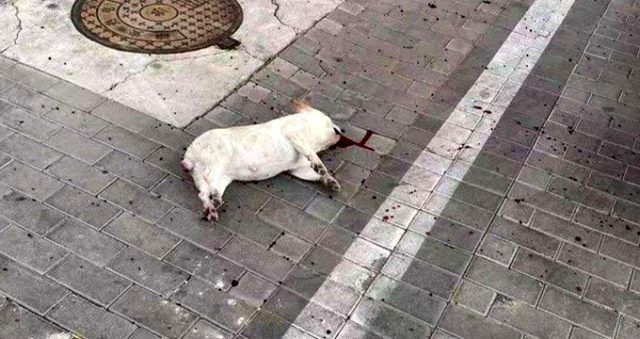 Çin’in Vuhan kentinden yayılan koronavirüs evcil hayvanların öldürülmesine yol açtı