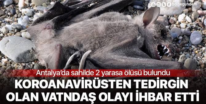 Antalya’da 2 yarasa ölü bulundu, koronavirüs paniği yaşandı