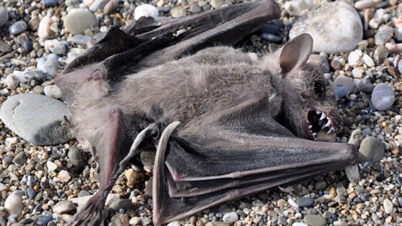 Antalya’da 2 yarasa ölü bulundu, koronavirüs paniği yaşandı Antalya’da 2 yarasa ölü bulundu, koronavirüs paniği yaşandı