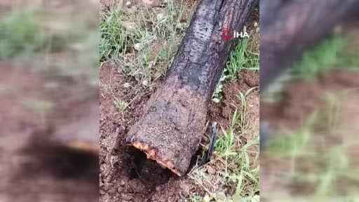Elazığ’da kuvvetli fırtına ağaçları yerinden söktü Elazığ’da kuvvetli fırtına ağaçları yerinden söktü