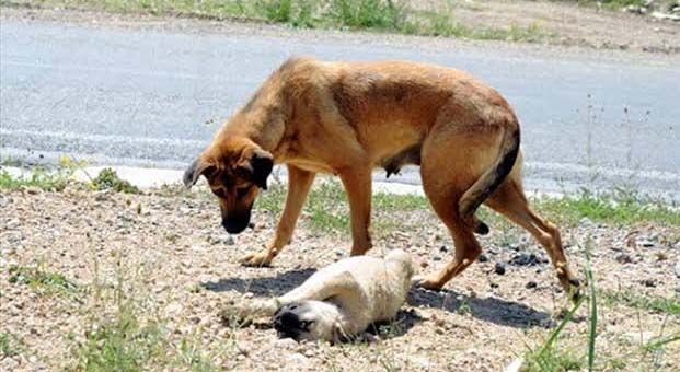Uşak’ta çok sayıda sokak köpeği ölü bulundu