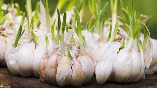 Sarımsağın kabuklarını sakın çöpe atmayın!