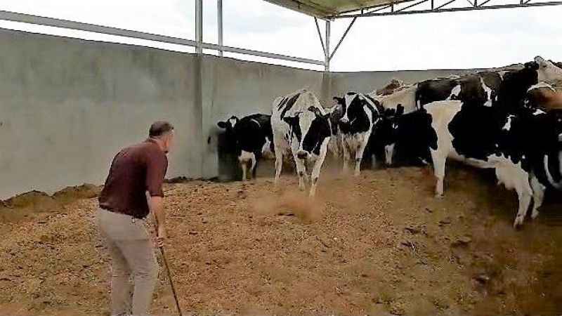 Böyle bakıcı düşman başına: Patronu yokken bakımlarını üstlendiği 28 ineği çaldı