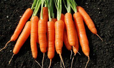 BU BESİNLER VÜCUDU YENİLİYOR