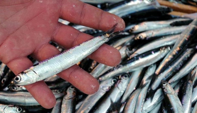 BU BESİNLER VÜCUDU YENİLİYOR