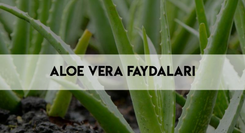 Aloe Vera faydaları nelerdir, nasıl uygulanır