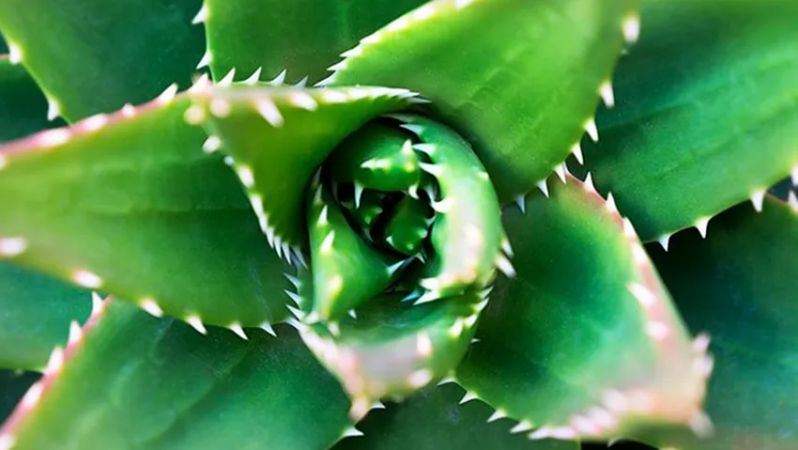 Aloe Vera faydaları nelerdir, nasıl uygulanır
