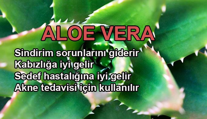 Aloe Vera faydaları nelerdir, nasıl uygulanır