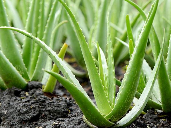 Aloe Vera faydaları nelerdir, nasıl uygulanır