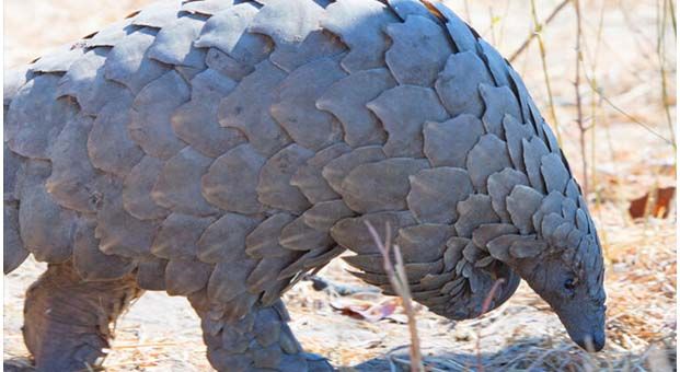 Pangolin nedir eti yenir mi?