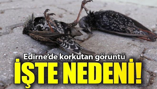 Edirne’de korkutan görüntü!