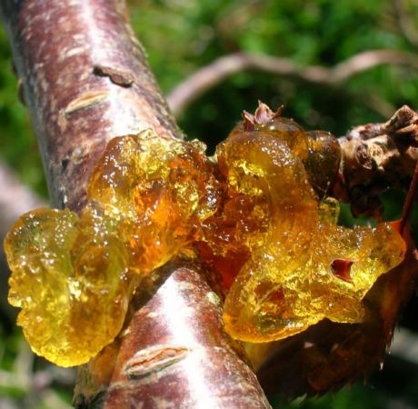 Kilo vermek isteyenlere müjde! Bu sakızı çiğneyen hızla zayıflıyor…