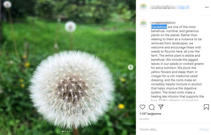 Jason Mraz karahindibanın faydalarını sıraladı