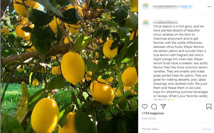 Jason Mraz karahindibanın faydalarını sıraladı