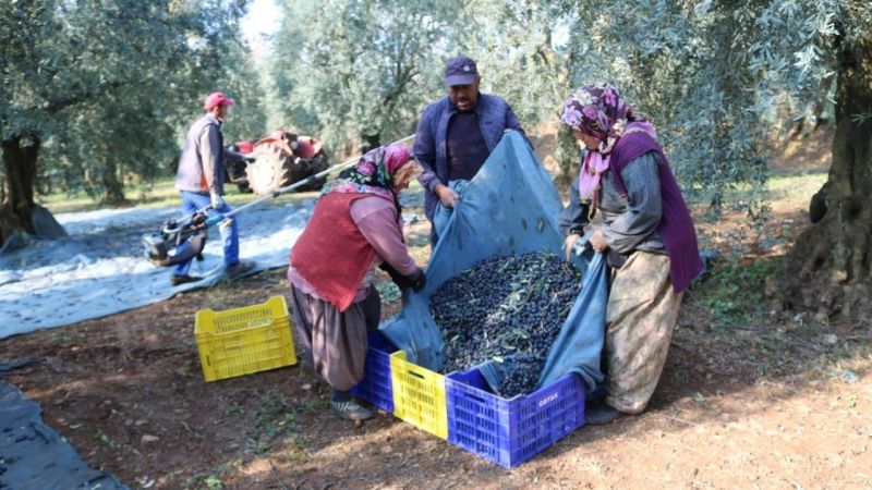 1 KG ZEYTİNİN MALİYETİ 34,20 TL 1 KG ZEYTİNİN MALİYETİ 34,20 TL