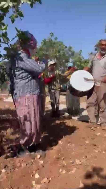 Antepfıstığı hasatı davul zurna eşliğine başladı Antepfıstığı hasatı davul zurna eşliğine başladı