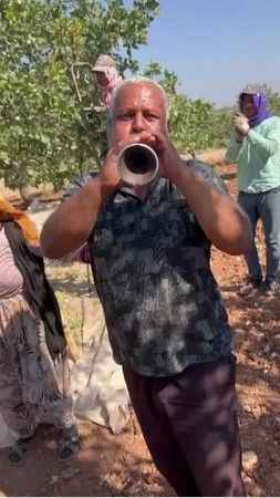 Antepfıstığı hasatı davul zurna eşliğine başladı Antepfıstığı hasatı davul zurna eşliğine başladı