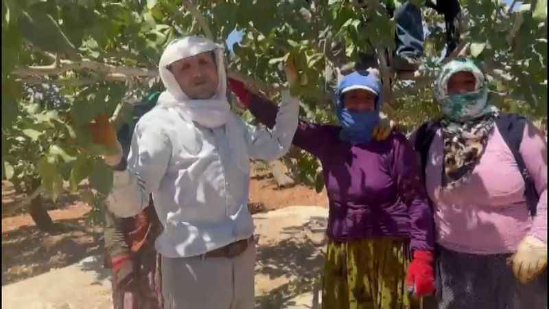 Antepfıstığı hasatı davul zurna eşliğine başladı