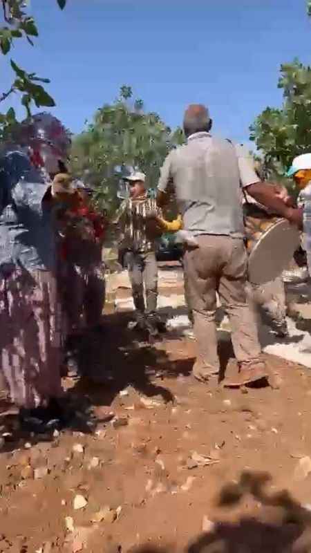 Antepfıstığı hasatı davul zurna eşliğine başladı Antepfıstığı hasatı davul zurna eşliğine başladı