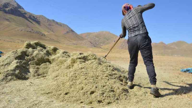 Faraşin Yaylası'nda besicilerin zorlu kış hazırlıkları devam ediyor Faraşin Yaylası'nda besicilerin zorlu kış hazırlıkları devam ediyor