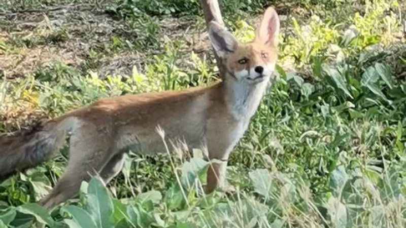 Aç kalan tilki, çiftçinin bahçesine indi