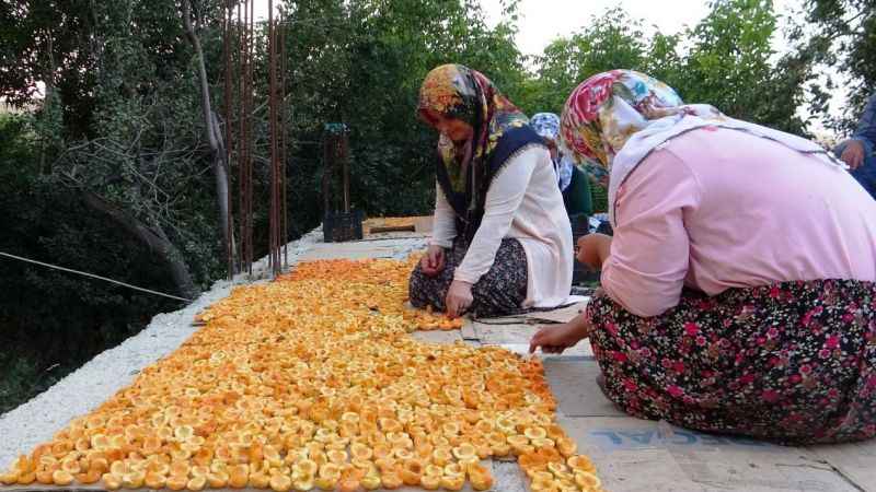 Van'da kayısı kurutma dönemi Van'da kayısı kurutma dönemi
