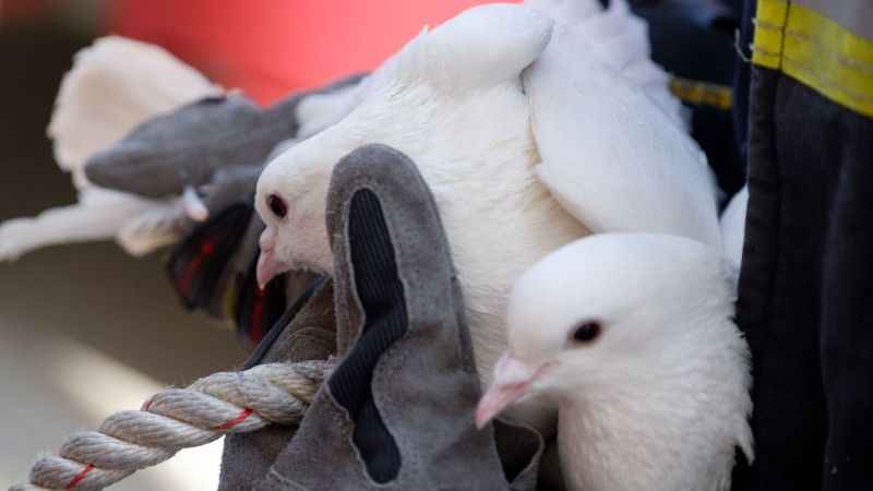 Erzurum'da itfaiyecilerin güvercin operasyonu