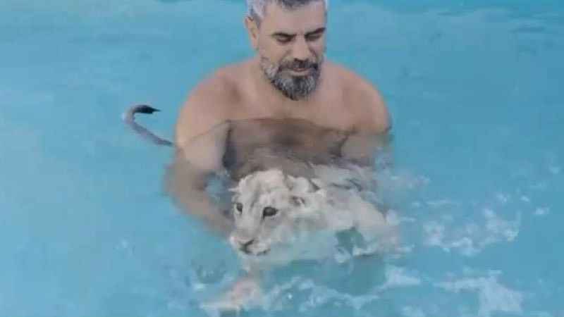 Sıcaktan bunalan aslanlar havuzda serinliyor