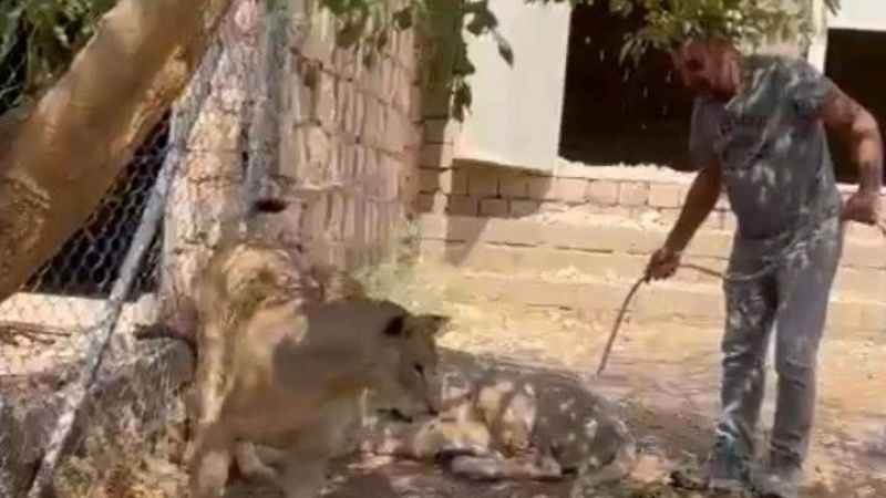 Sıcaktan bunalan aslanlar havuzda serinliyor