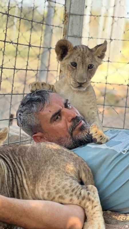 Sıcaktan bunalan aslanlar havuzda serinliyor