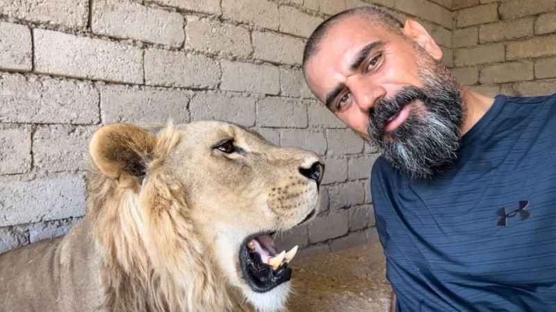 Sıcaktan bunalan aslanlar havuzda serinliyor