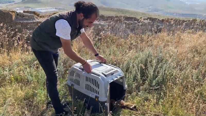 Markette alaca sansar sürprizi Markette alaca sansar sürprizi