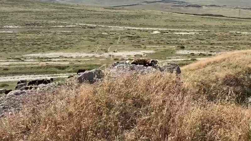 Markette alaca sansar sürprizi Markette alaca sansar sürprizi