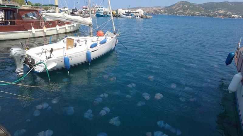 İzmir Foça'da denizanası istilası