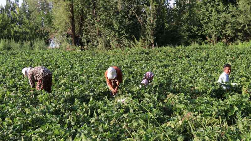 Kuraklık Gevaş fasulyesini vurdu