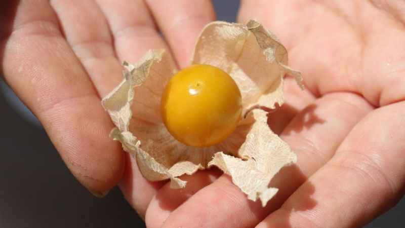 Faydaları saymakla bitmiyor, 250 gramı 50 TL’den satılıyor