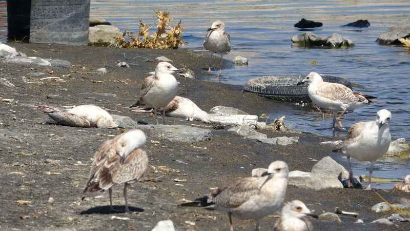 Van Gölü’nde acı fotoğraf: Binlerce martı öldü, binlercesi de ölümü bekliyor Van Gölü’nde acı fotoğraf: Binlerce martı öldü, binlercesi de ölümü bekliyor