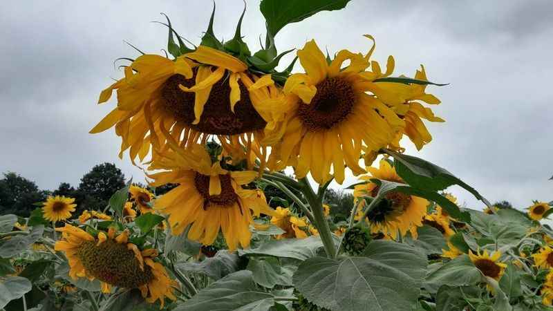 Bilecik'te ayçiçeklerin görsel şöleni