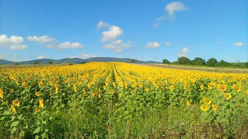 Bilecik'te ayçiçeklerin görsel şöleni